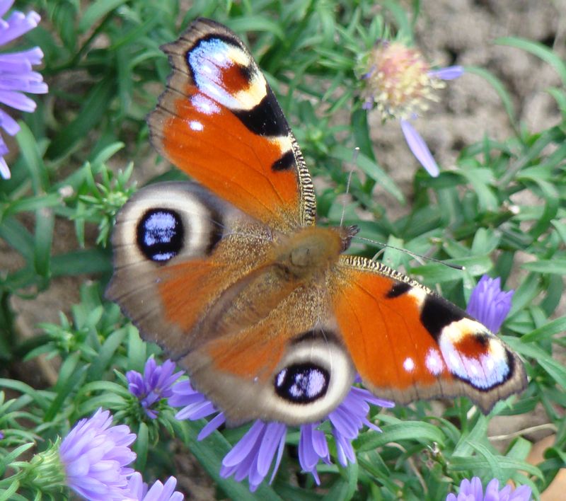 foto-20090924-graf-vlinders-3-x800.jpg - 126kb