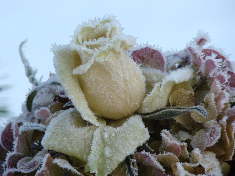 kerst3.jpg - 91kb