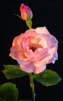 foto-20090717-roos-in-avond-zon-x240.jpg -36kb